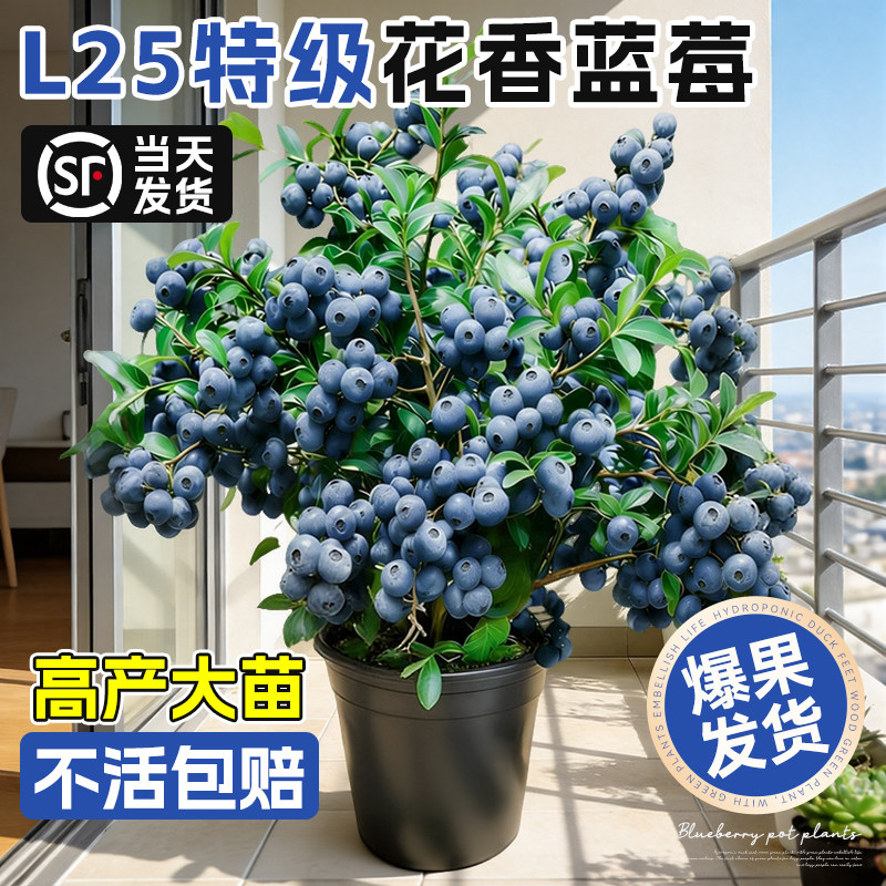 特级蓝莓树果苗盆栽带果特大号室内外地栽阳台蓝梅南北方种植果树