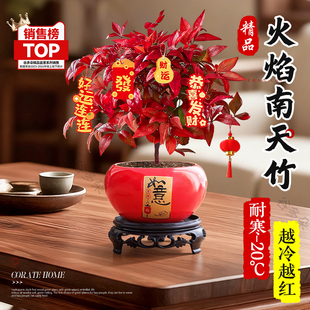 特级火焰南天竹绿植盆栽室内外耐寒好养花卉植物年宵盆景四季观叶