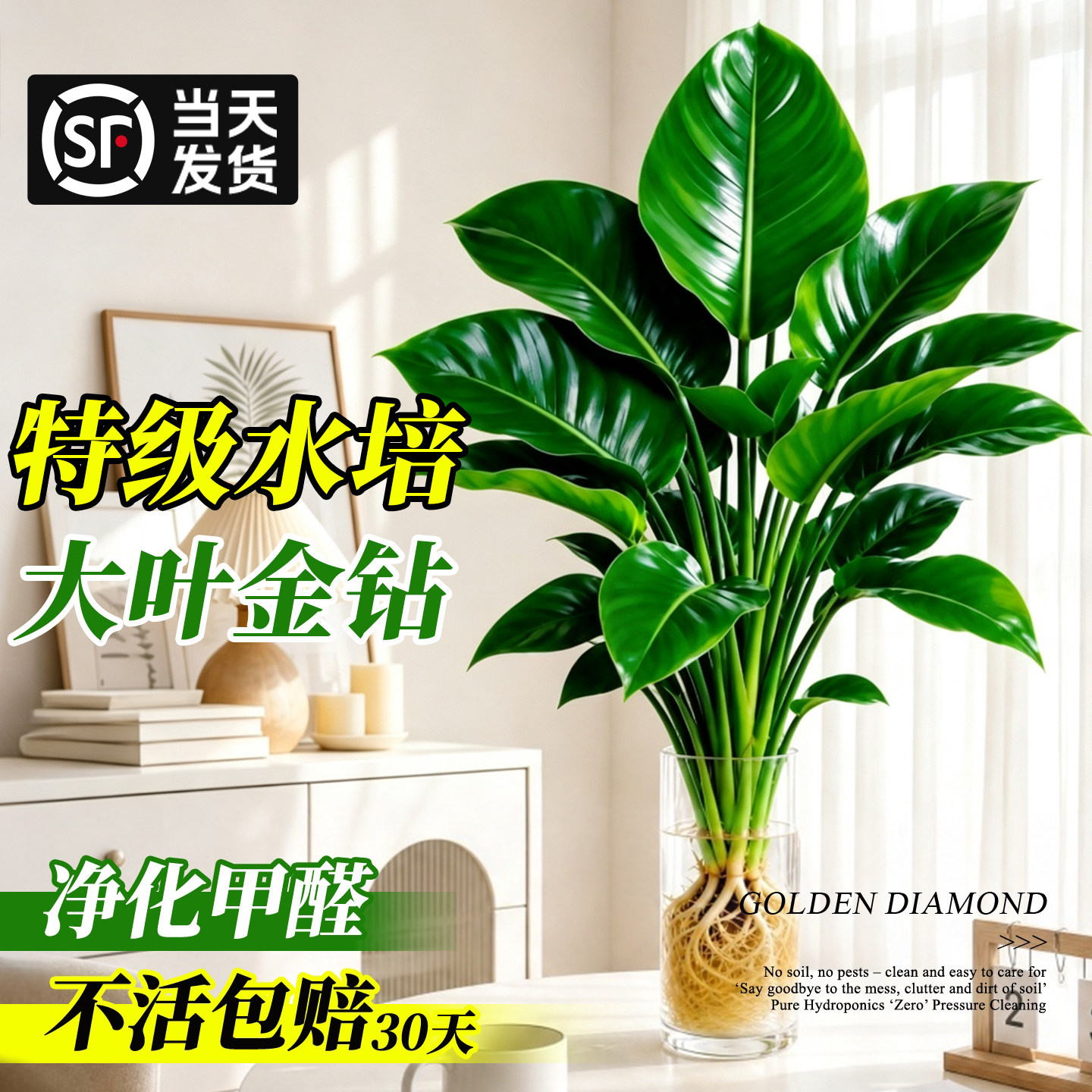 【净化除醛】水培金钻桌面绿植物图片