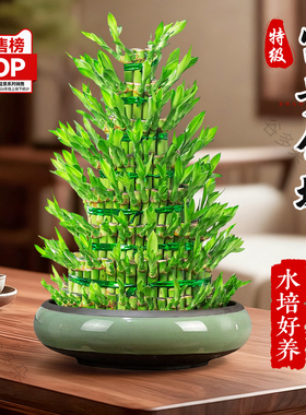 富贵竹塔盆栽组合室内客厅招财绿植节节高水培植物好养活粗杆带根