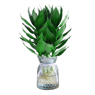 观音竹富贵竹水培植物带根花卉绿植绿萝室内盆栽转运竹子水养好养