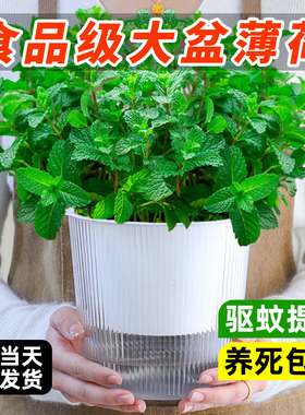 可食用大盆薄荷盆栽A级大苗室内驱蚊绿植迷迭香猫薄荷叶香草植物