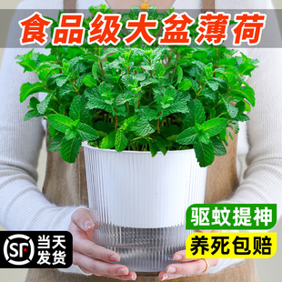 可食用大盆薄荷盆栽A级大苗室内驱蚊绿植迷迭香猫薄荷叶香草植物