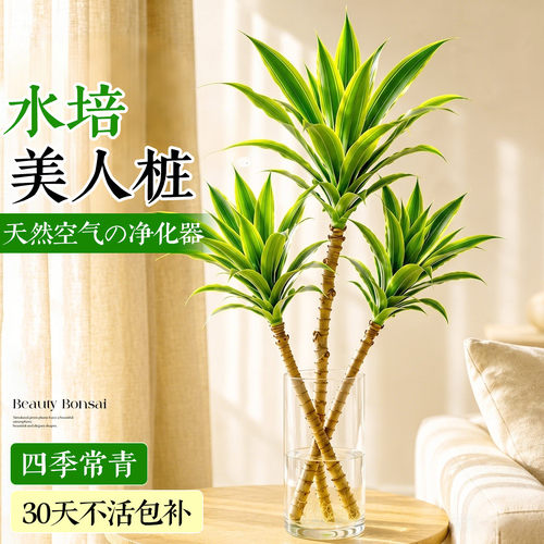 【四季常青】水培美人桩懒人好养