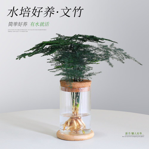 【水培文竹植物】桌面好养小盆栽