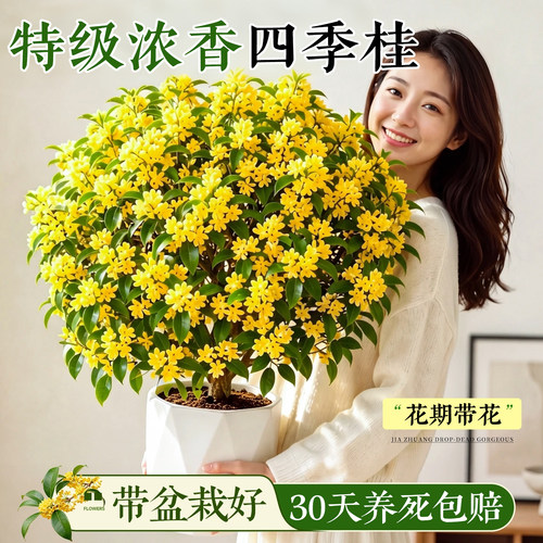 【热销100W+】桂花盆栽浓香好养