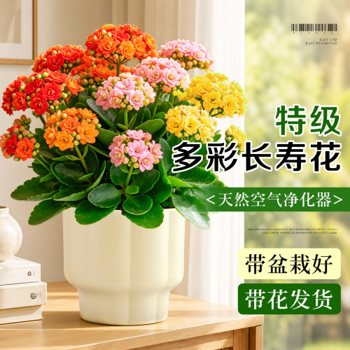 【四季开花】阳台多彩长寿花盆栽