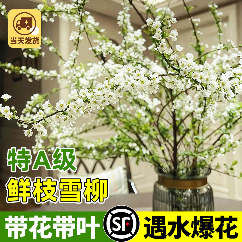 【遇水爆花雪柳】水培鲜枝绿植物