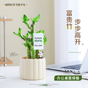步步高富贵竹小盆栽办公室绿植花卉室内桌面工位摆件客厅好养植物