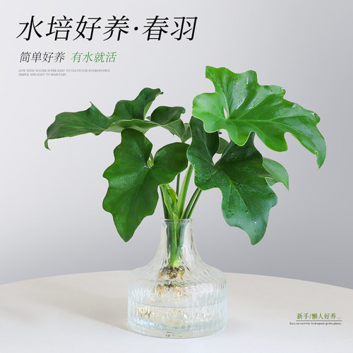 【水培小天使绿植】发财树小盆栽