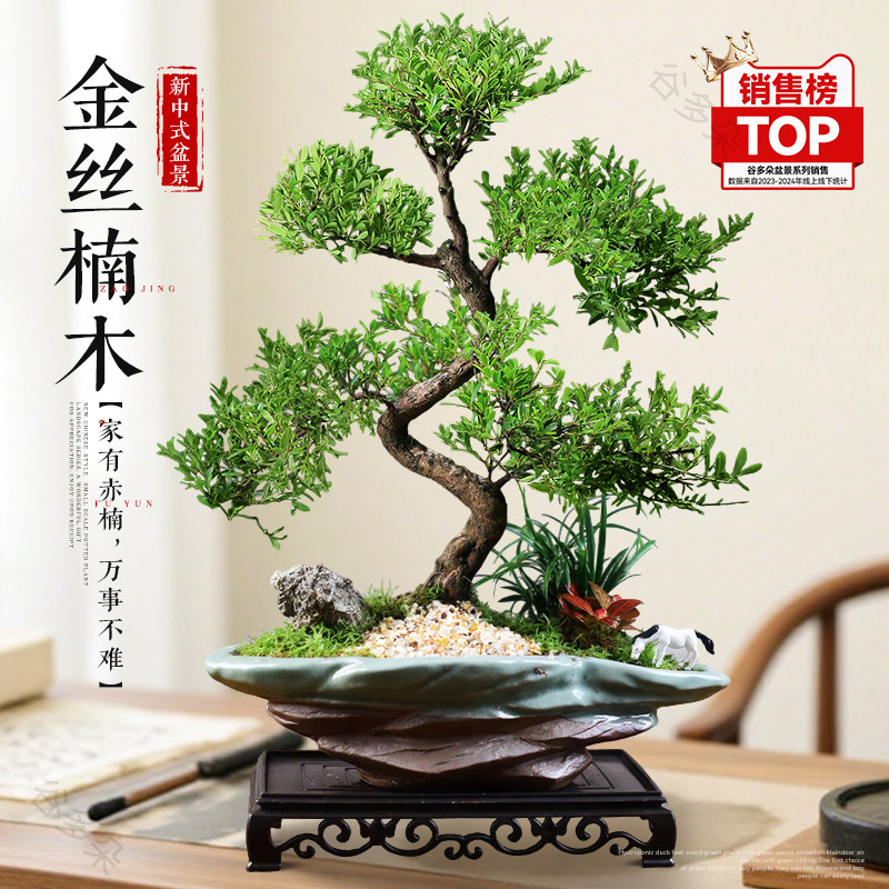 小叶赤楠造型金丝楠木盆景室内绿植盆栽客厅办公室内桌面植物送礼