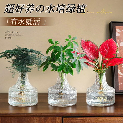 【万人复购】桌面水培盆栽小摆件