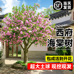 特大西府海棠树苗高杆垂丝海棠果树庭院盆栽地四季好养大型风景树