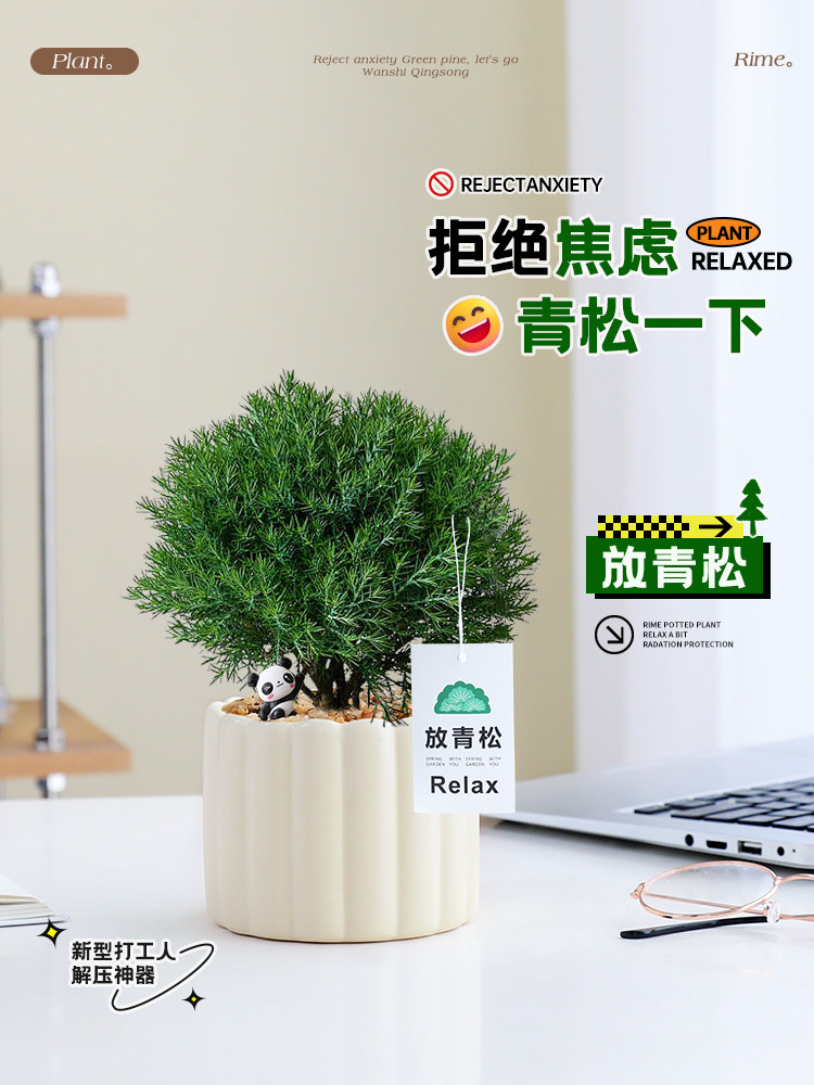 雾凇放轻松小盆栽办公室绿植花卉室内桌面工位好养活解压多肉植物