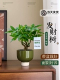 Забавное денежное дерево, небольшое зеленое растение в горшке, украшение рабочего стола, привлечение богатства и процветание дома, очищение воздуха, ленивое растение, подходит для выращивания цветов.
