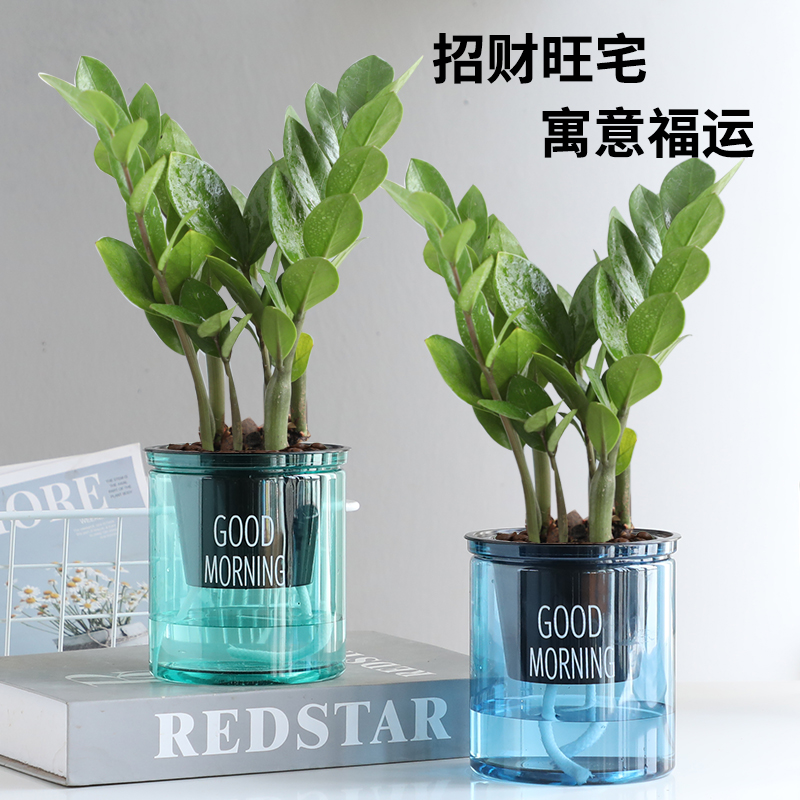 金钱树盆栽客厅室内绿植植物