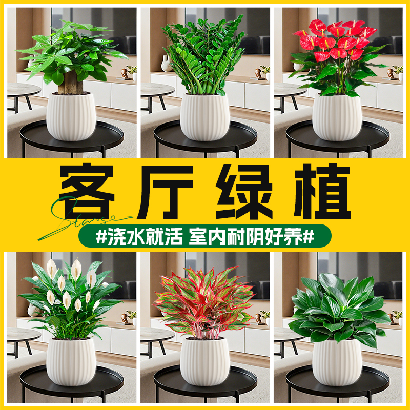 客厅绿植发财树金钱树室内植物白掌红掌盆栽花卉招财旺宅四季好养
