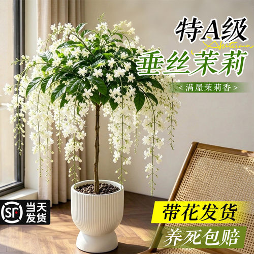 【花开爆满】垂丝茉莉开花浓香