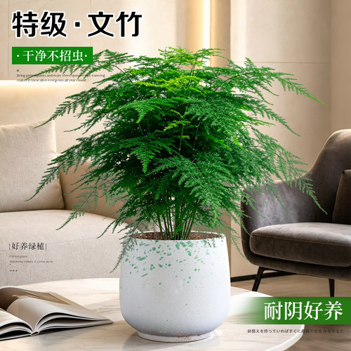 【文竹盆栽】客厅桌面绿植花卉