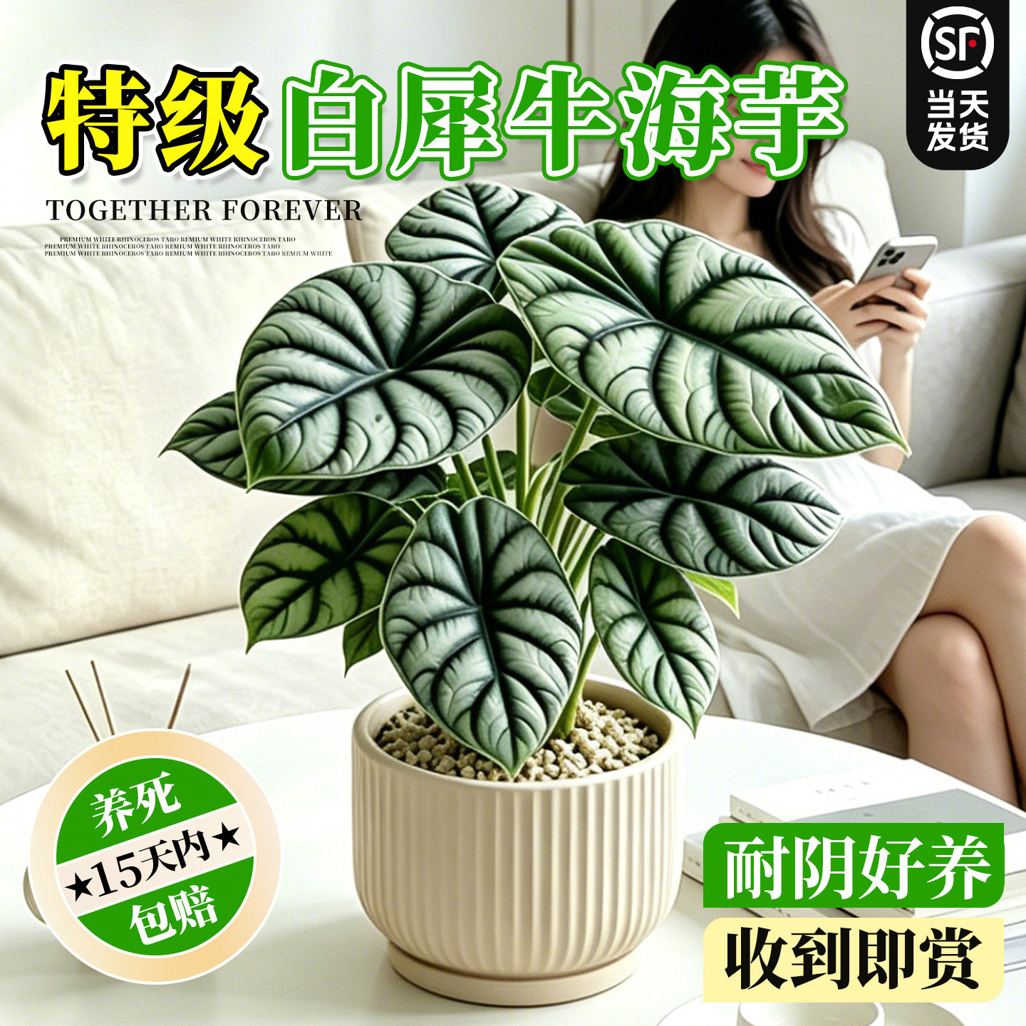 【室内高级感】白犀牛海芋盆栽图片