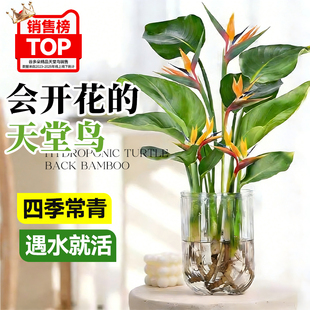 天堂鸟绿植客厅水培盆栽花盆鲜花带花苞鹤望兰植物园艺四季好养活