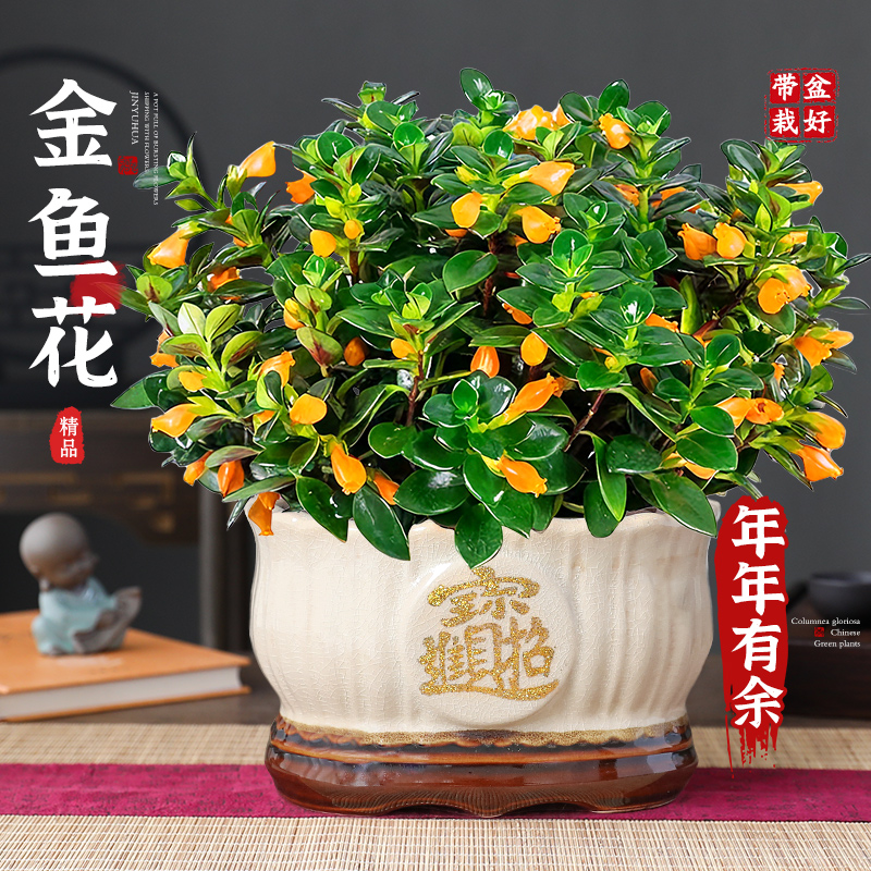 特级大盆金鱼花室内多季开花招财