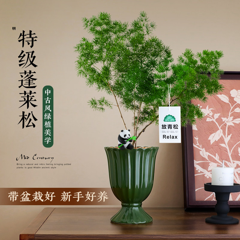 蓬莱松盆栽放青松室内客厅桌面中古风办公室植物好养易活花卉绿植