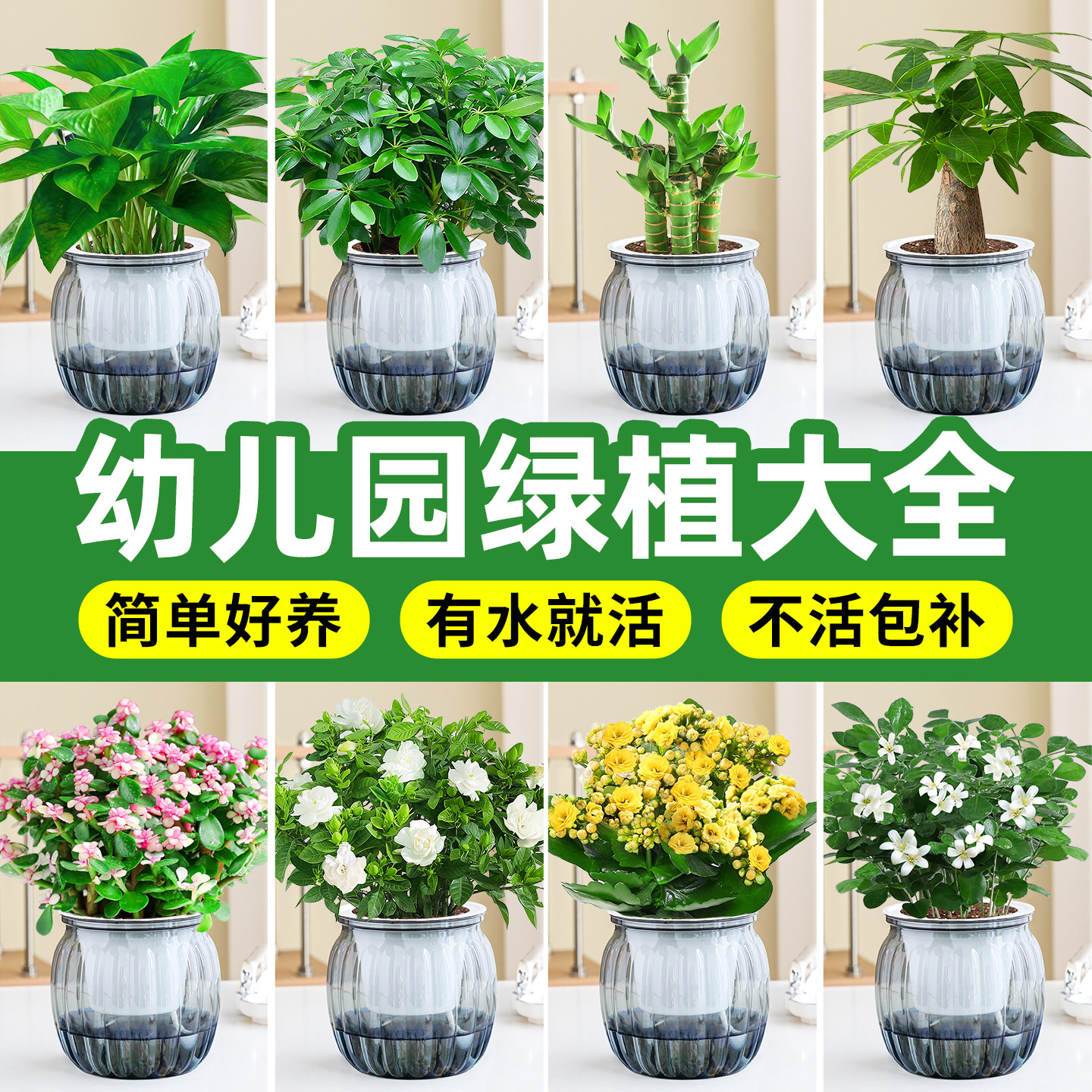 【幼儿园绿植】室内耐阴绿植花卉图片