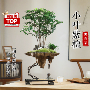 常青绿植 天空之城小叶紫檀盆景老桩植物办公室内桌面好养盆景四季