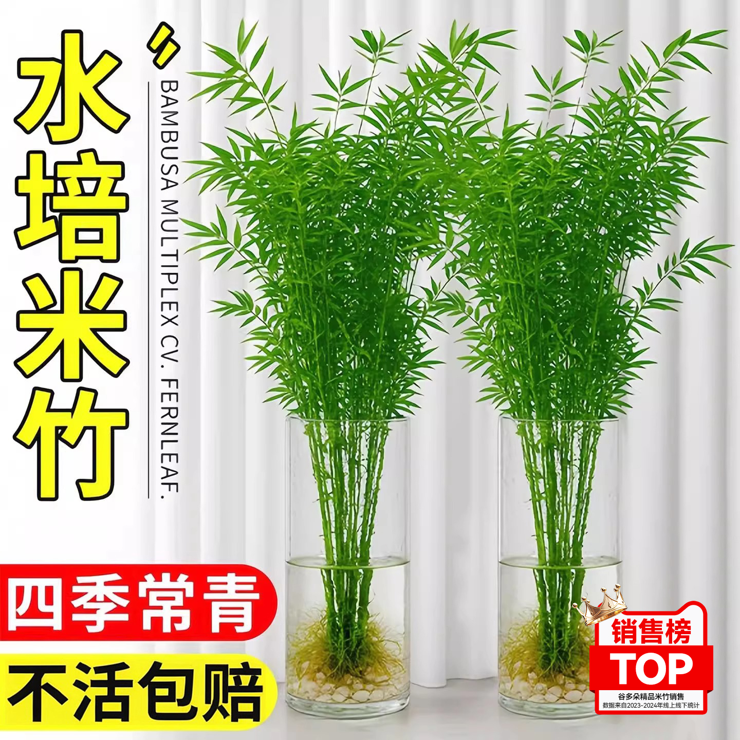 水培米竹室内盆栽客厅植物富贵竹