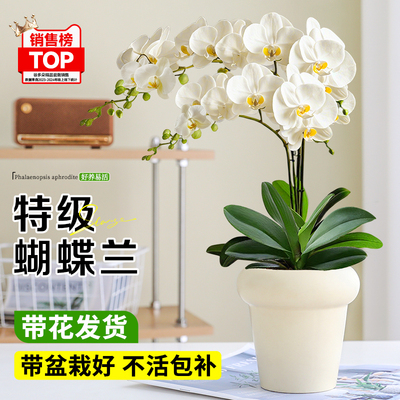 【销量榜TOP】带花A级蝴蝶兰盆栽
