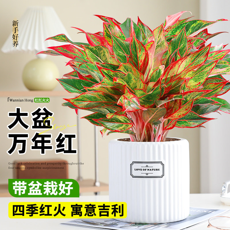 大盆万年红盆栽吉利红如意皇后绿植室内四季好养易活喜庆花卉植物