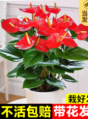 特级红掌盆栽一帆风顺白掌花卉植物室内好养绿植鸿运当头多季开花