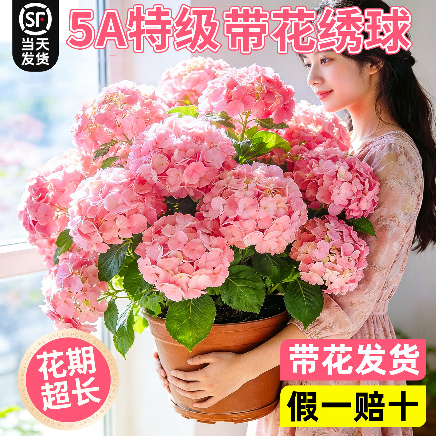 特级带花绣球花盆栽老桩室外庭院阳台鲜花苗卉无尽夏绿植多季开花