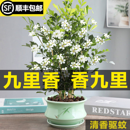 绿植四季七里香树苗驱蚊好养花卉