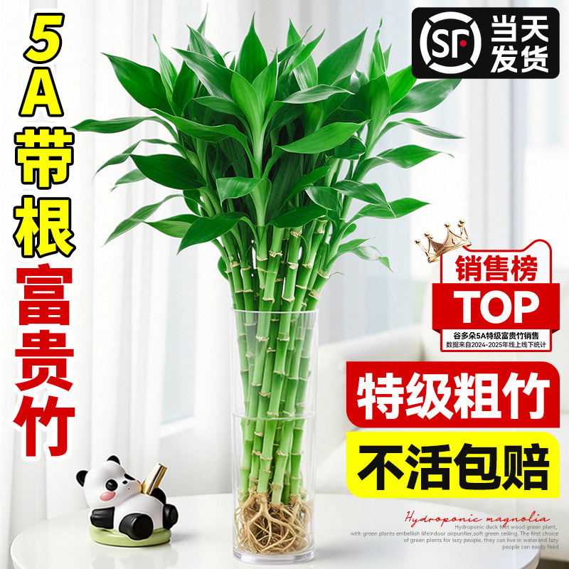 富贵竹粗杆带根水培植物客厅招财节节高盆栽好养活转运竹水养竹子