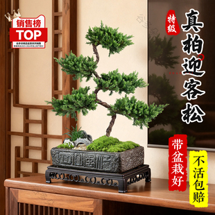 真柏迎客松盆栽办公室内禅意绿植罗汉松五层塔松老桩好养真树盆景