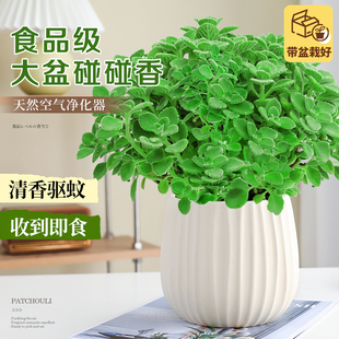 A级大盆碰碰香盆栽可食用大苗室内驱蚊绿植猫薄荷叶迷迭香草植物