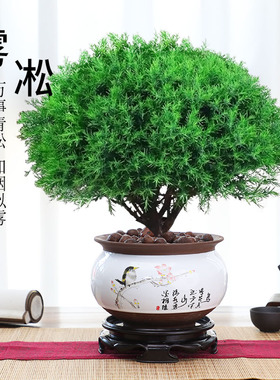 雾凇松盆栽植物室内好养易活阳台办公室桌面绿色盆景四季常青绿植