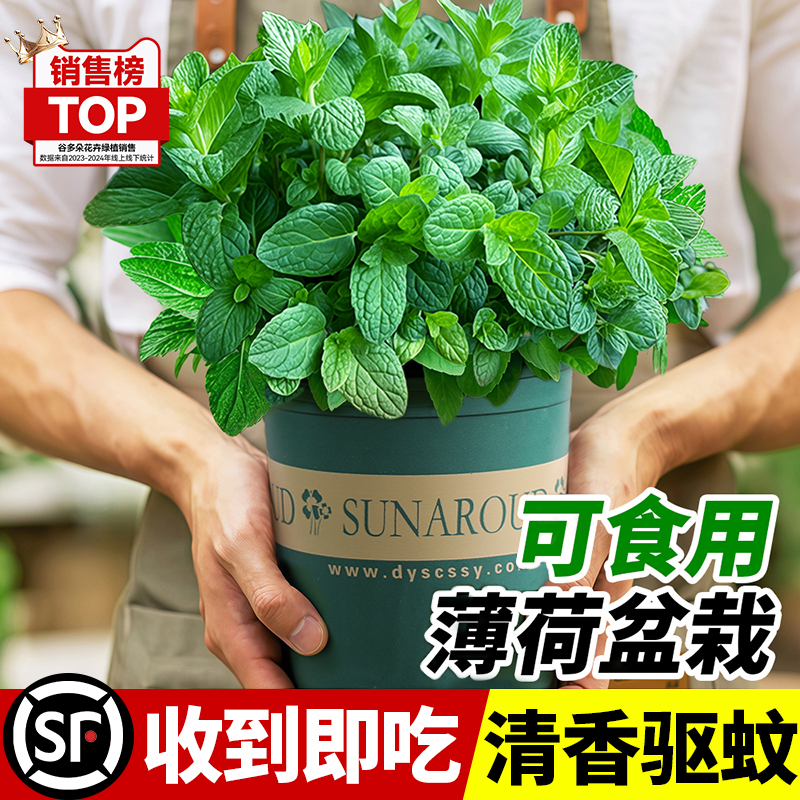 大盆薄荷盆栽可食用柠檬猫薄荷