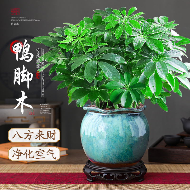 【特级大盆】八方来财鸭脚木盆栽
