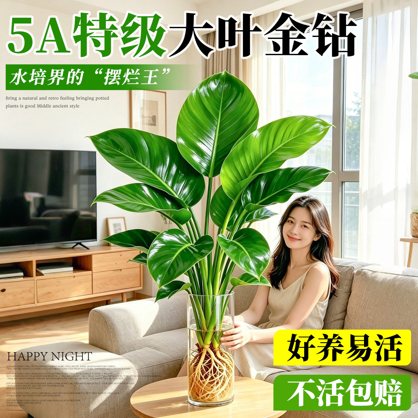 【不活包赔】水培大叶金钻好养活图片