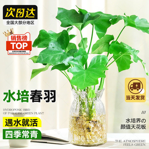 春羽水培盆栽小天使桌面水养花卉