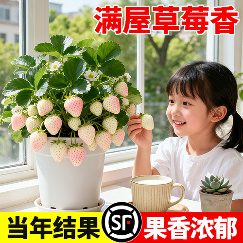 四季草莓苗秧盆栽特大号带果红颜