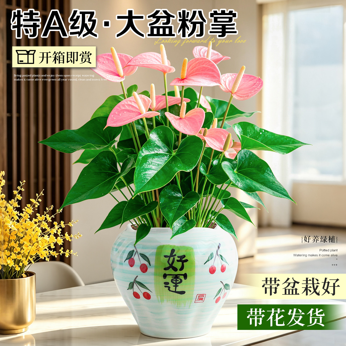 特级带花粉掌盆栽粉红佳人室内客厅桌面绿植花卉耐阴好养多季开花
