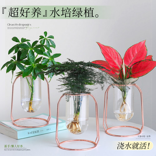 【办公室桌面绿植】水培招财文竹