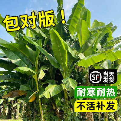 芭蕉树绿植盆栽庭院大叶巴蕉