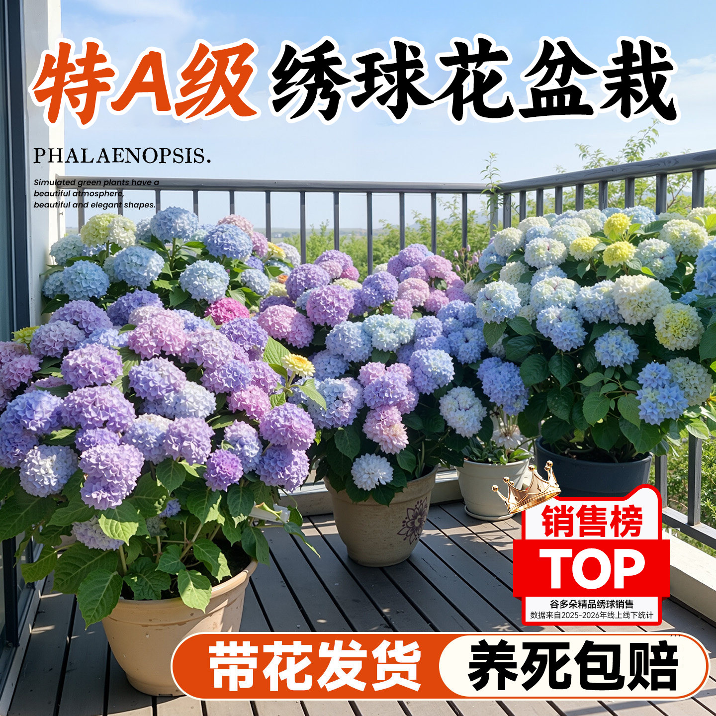 大盆绣球花盆栽带花苞特大号老桩无尽夏大苗阳台庭院室内四季好养
