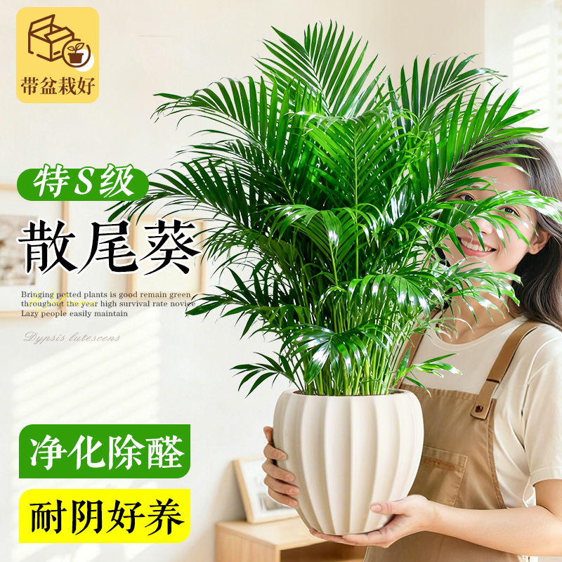 特级大盆散尾葵盆栽室内客厅植物凤尾竹绿植好养除醛富贵椰子花卉