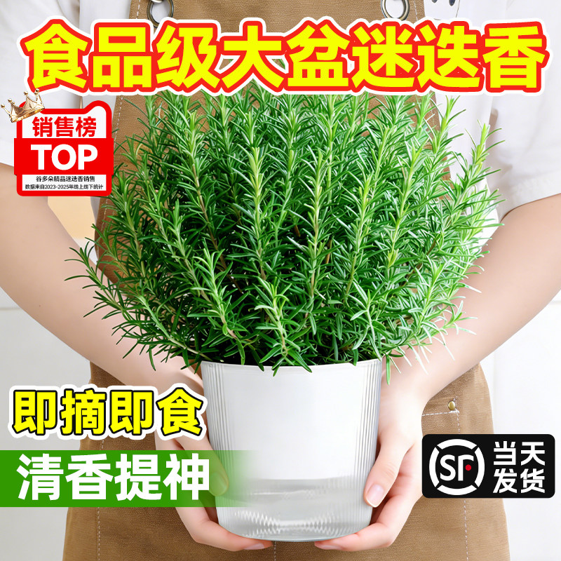 大盆迷迭香薄荷盆栽可食用煎牛排用百里香叶紫苏新鲜香草植物调料